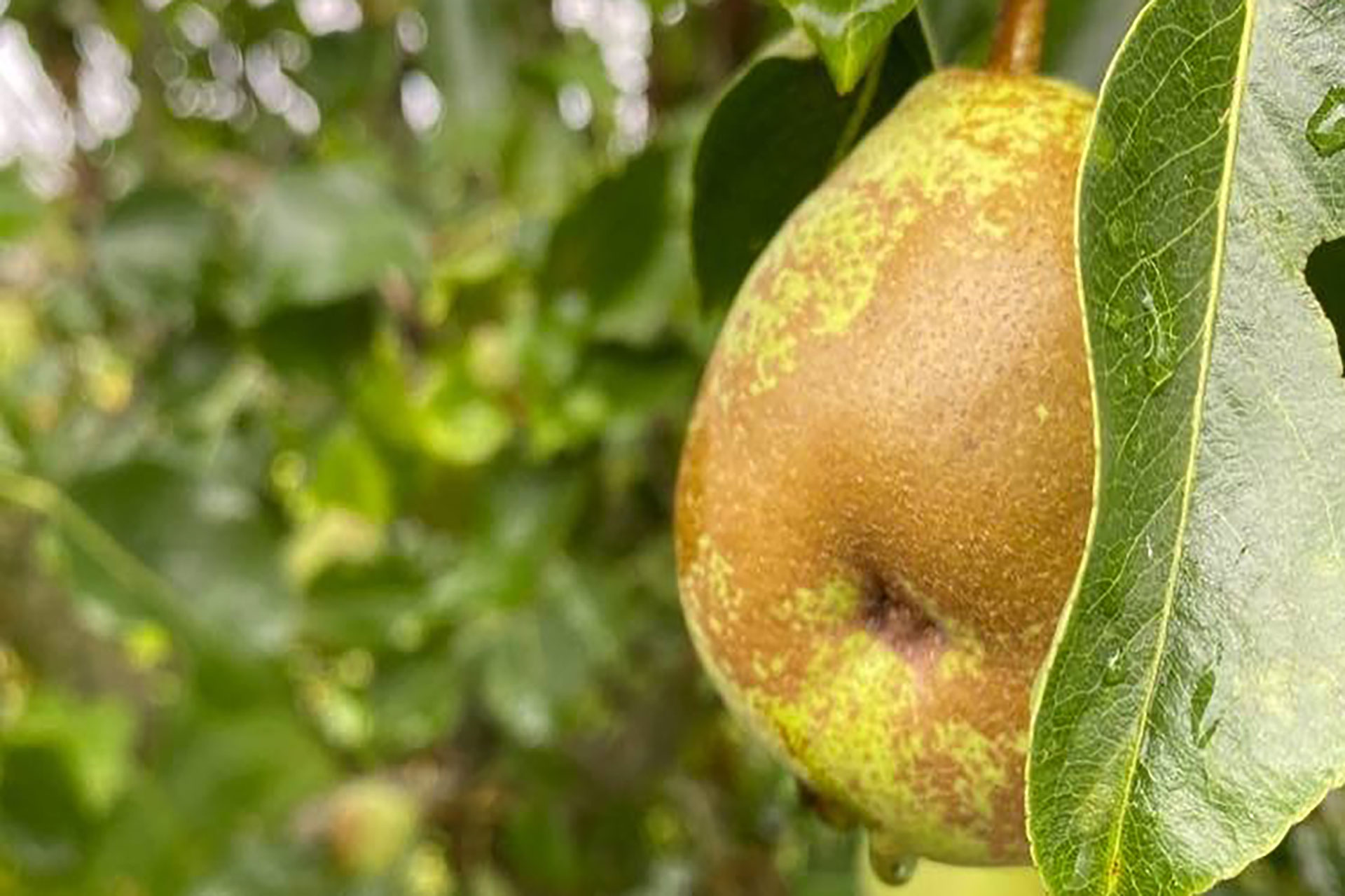 Dorset Pears