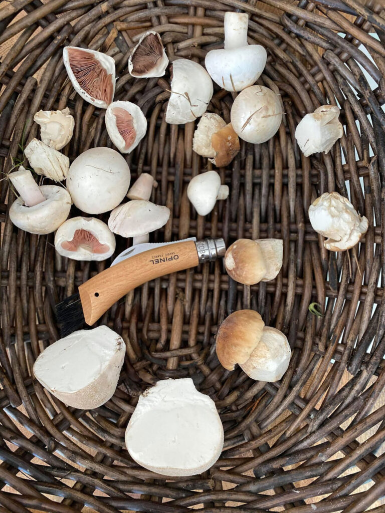 Foraging for Dorset mushrooms 