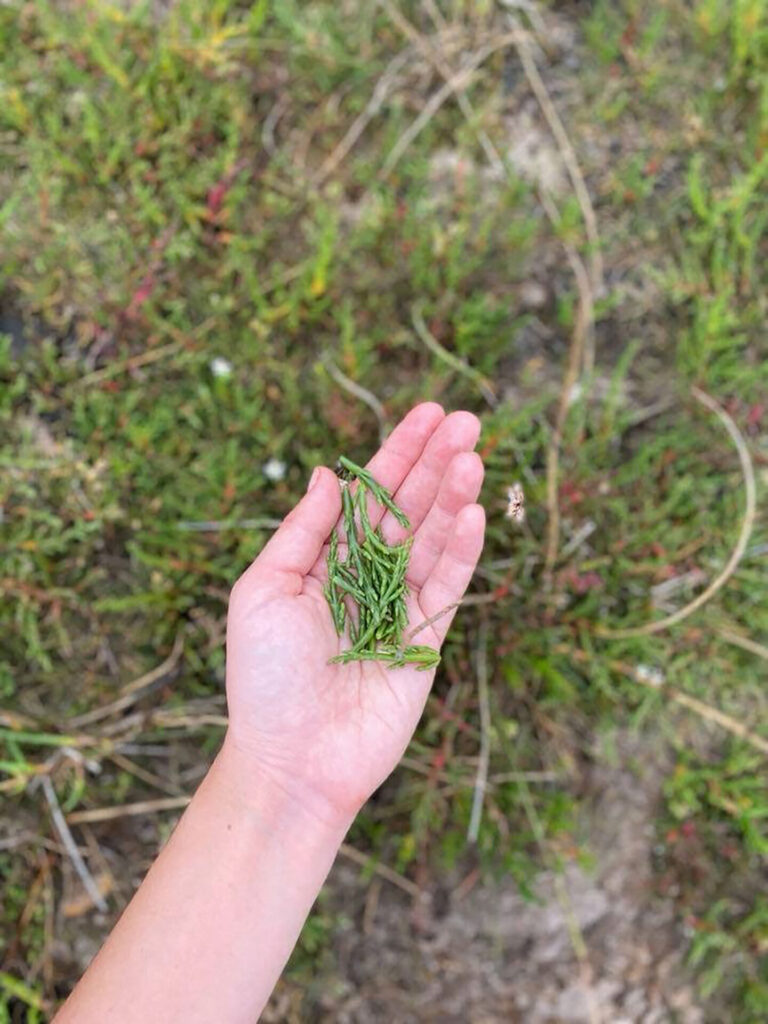 Foraging for local samphire