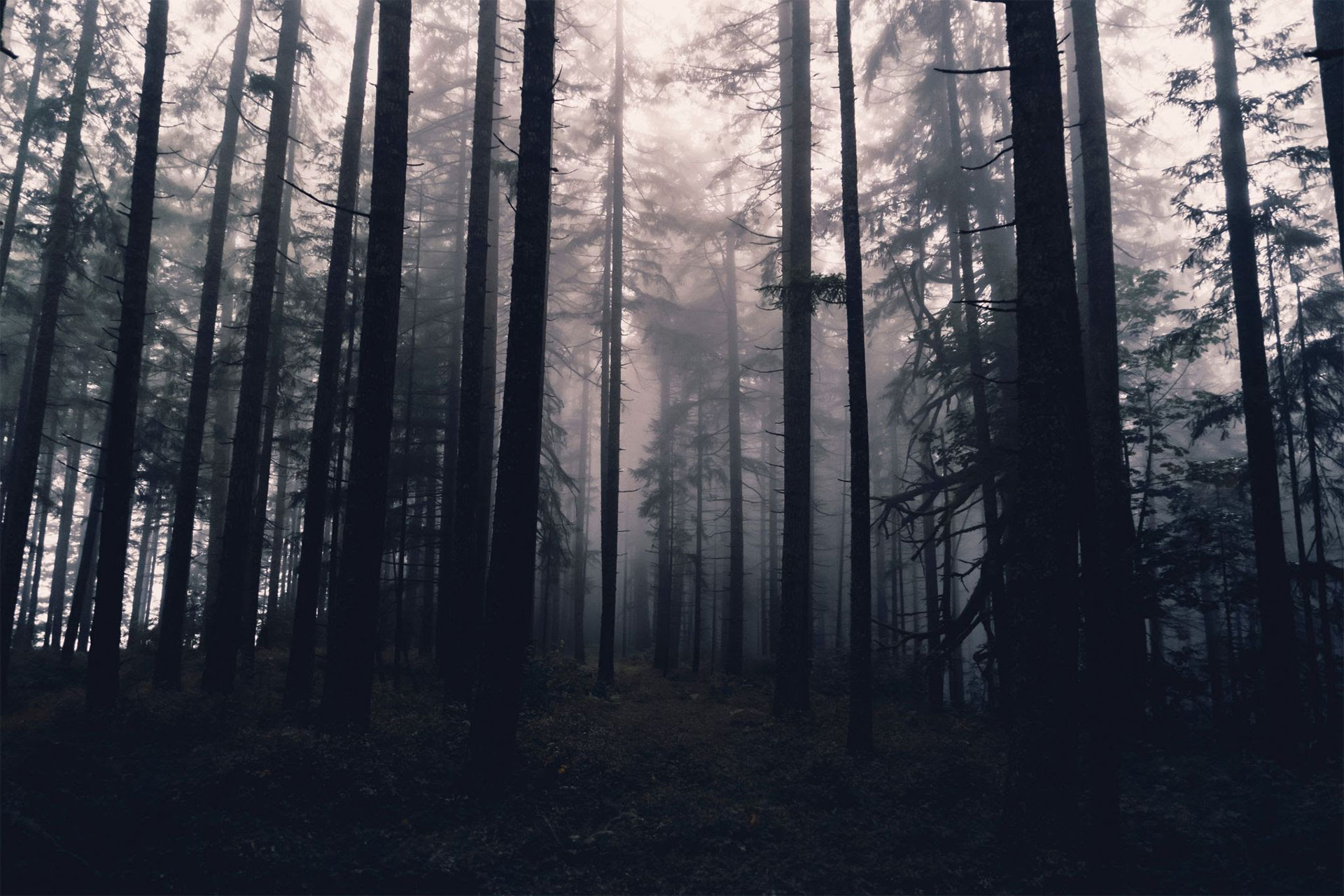 Haunted Woods