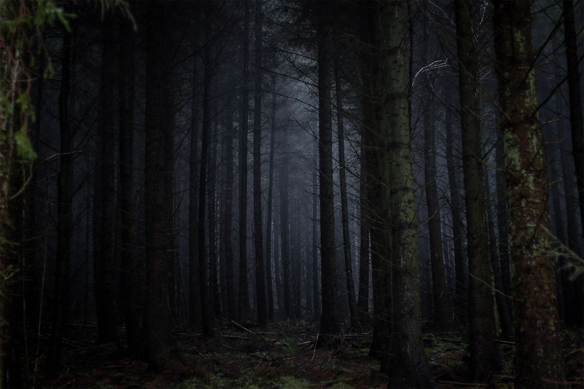 Haunted Dark Woods