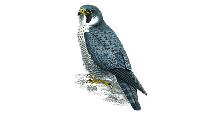 The Peregrine falcon